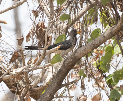 Western Plantain-eater