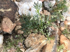 Spermolepis lateriflora