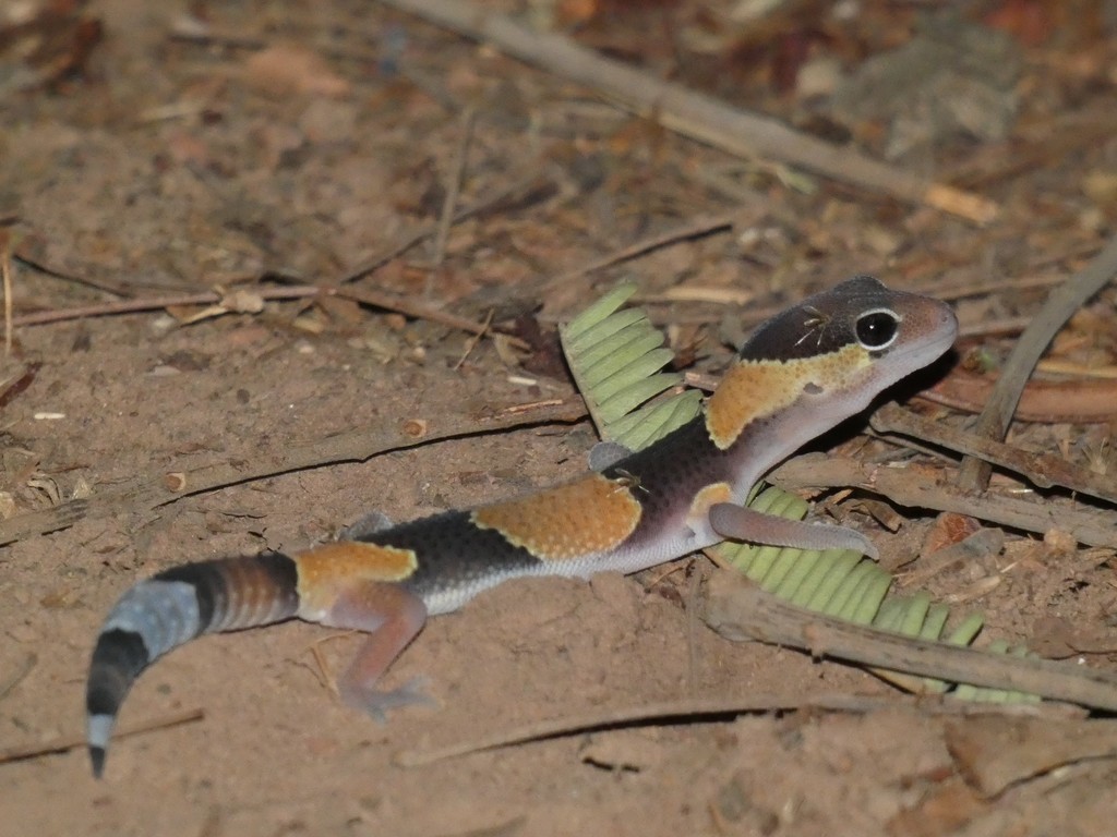 Fat-Tail Gecko