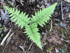 Athyrium asplenioides