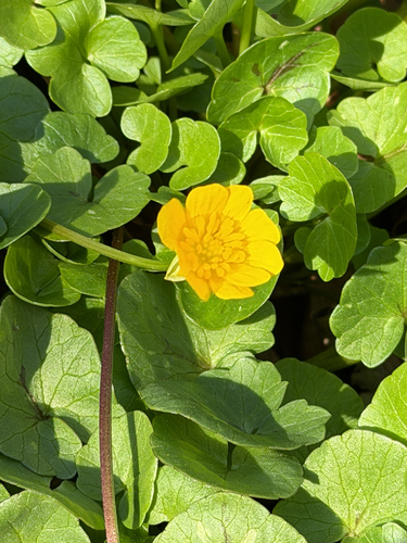 lesser celandine