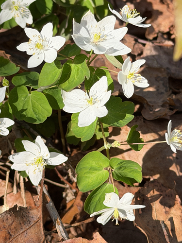 rue anemone