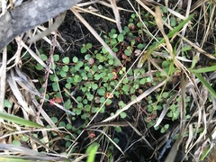 Gonocarpus micranthus micranthus