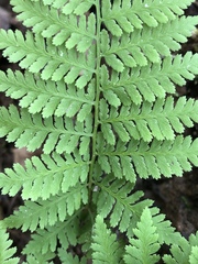 Athyrium asplenioides
