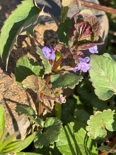 ground-ivy