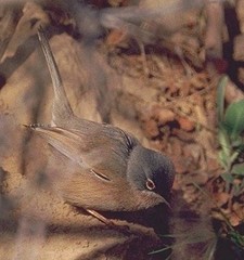 Curruca deserticola