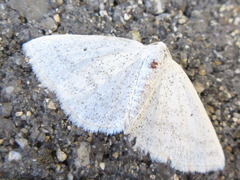 Lomographa subspersata