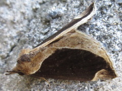 Hypena bicoloralis