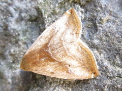 Rivula inconspicua