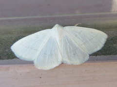Parabapta clarissa
