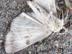 Ercheia niveostrigata