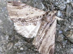Ercheia niveostrigata