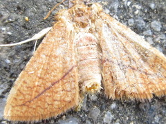 Striglina cancellata