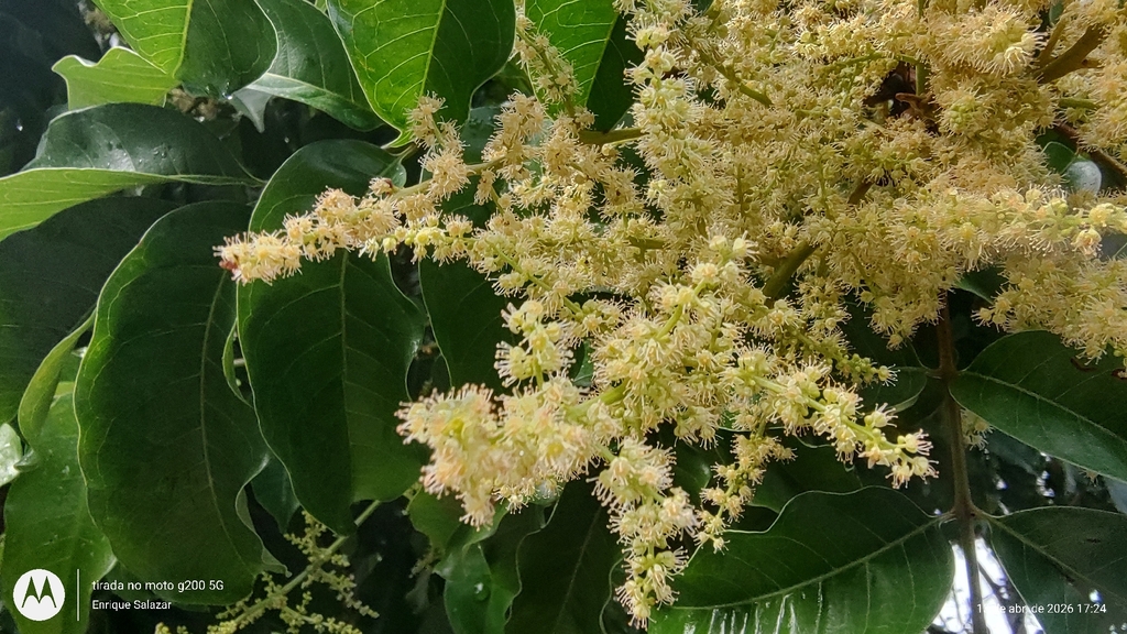 Tapirira guianensis; photograph (c) Enrique Salazar, some rights reserved (CC BY)