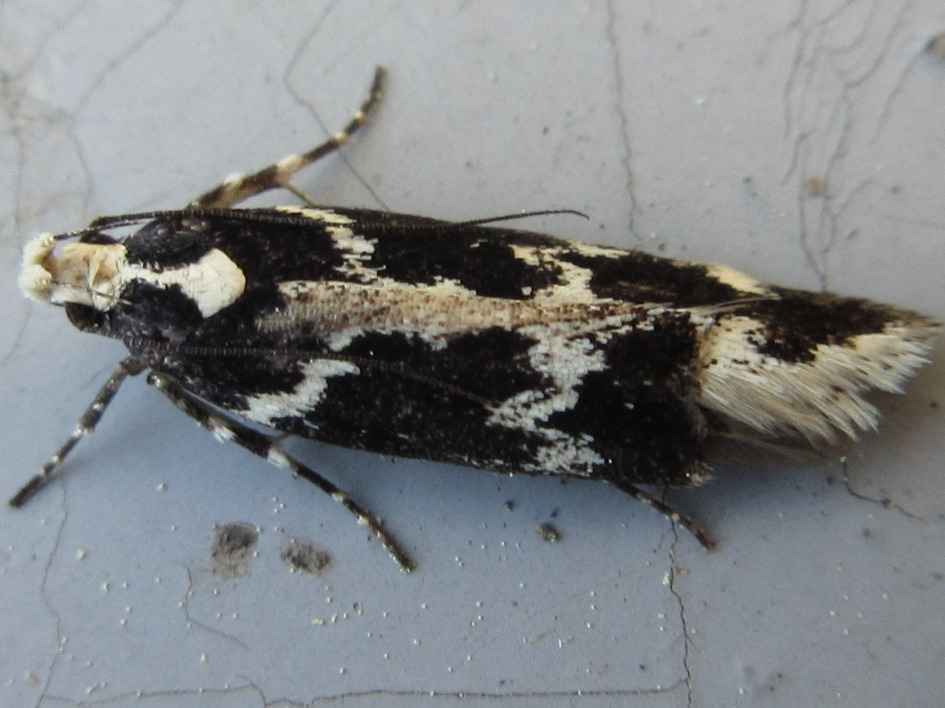 Aroga mesostrepta