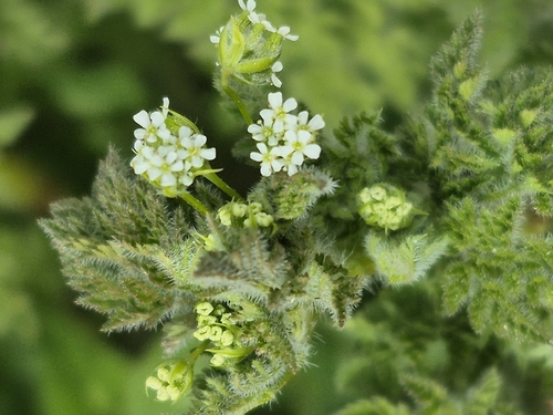 Anthriscus scandicina iNat (1)
