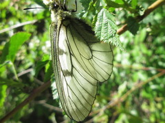 Parnassius stubbendorfii