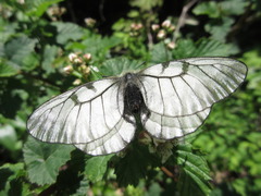 Parnassius stubbendorfii