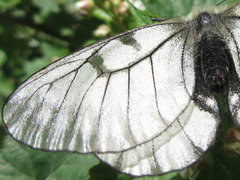 Parnassius stubbendorfii