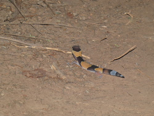 West African Fat-tailed Gecko