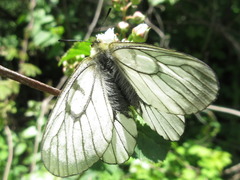 Parnassius stubbendorfii