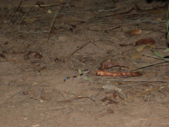 Hemitheconyx caudicinctus