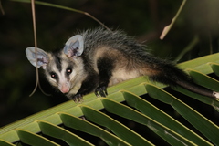 White-Eared Opossum photo 2