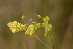 Anthocharis euphenoides