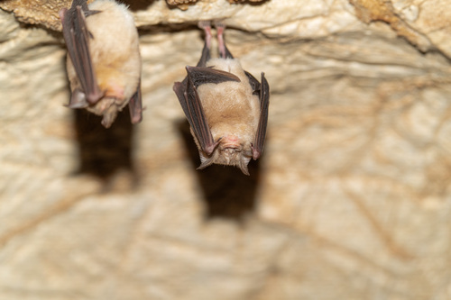 Blasius's Horseshoe Bat