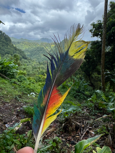 St. Lucia Amazon (Amazona versicolor), photo 3