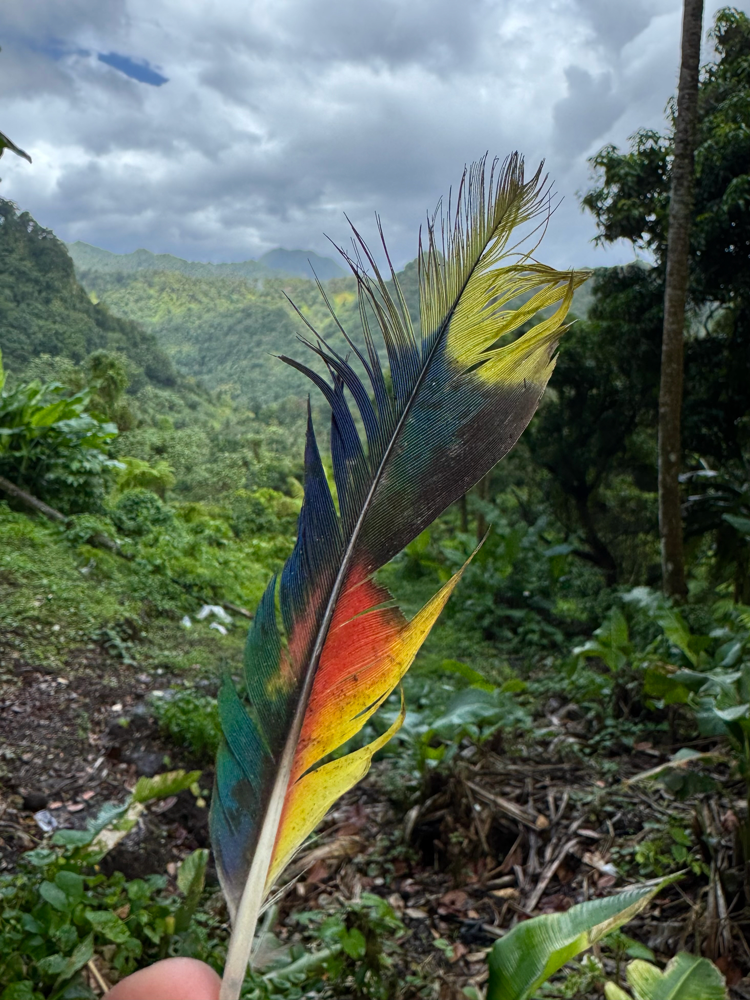 St. Lucia Amazon (Amazona versicolor), photo 3