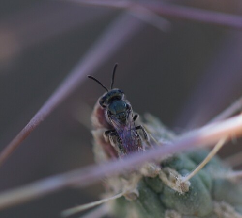 iNaturalist observation photo of Lasioglossum