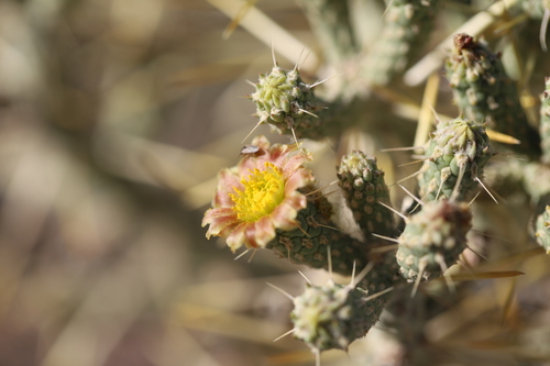 iNaturalist observation photo of Branched Pencil Cholla
