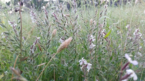 Silene gallica iNat (3)