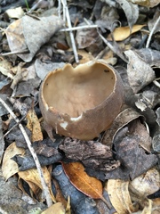 Helvella acetabulum