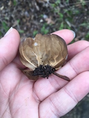 Helvella acetabulum