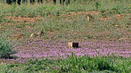 Gunnison's Prairie Dog observed by rbi_consultants
