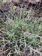 Schedonnardus paniculatus