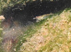 Caridina cantonensis