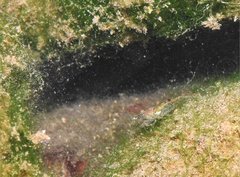 Caridina cantonensis