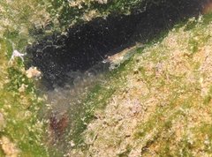 Caridina cantonensis