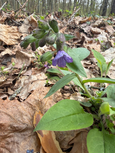 Suffolk Lungwort