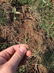 Schedonnardus paniculatus