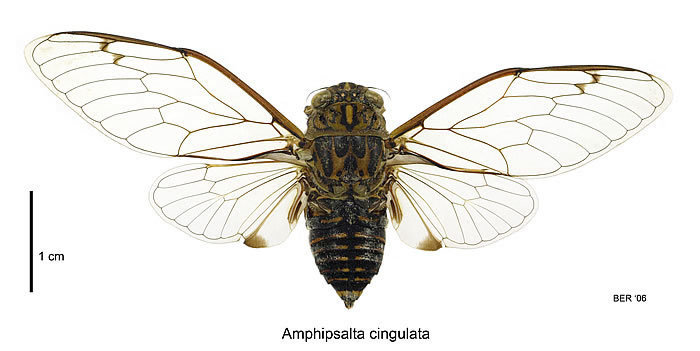 Clapping Cicada