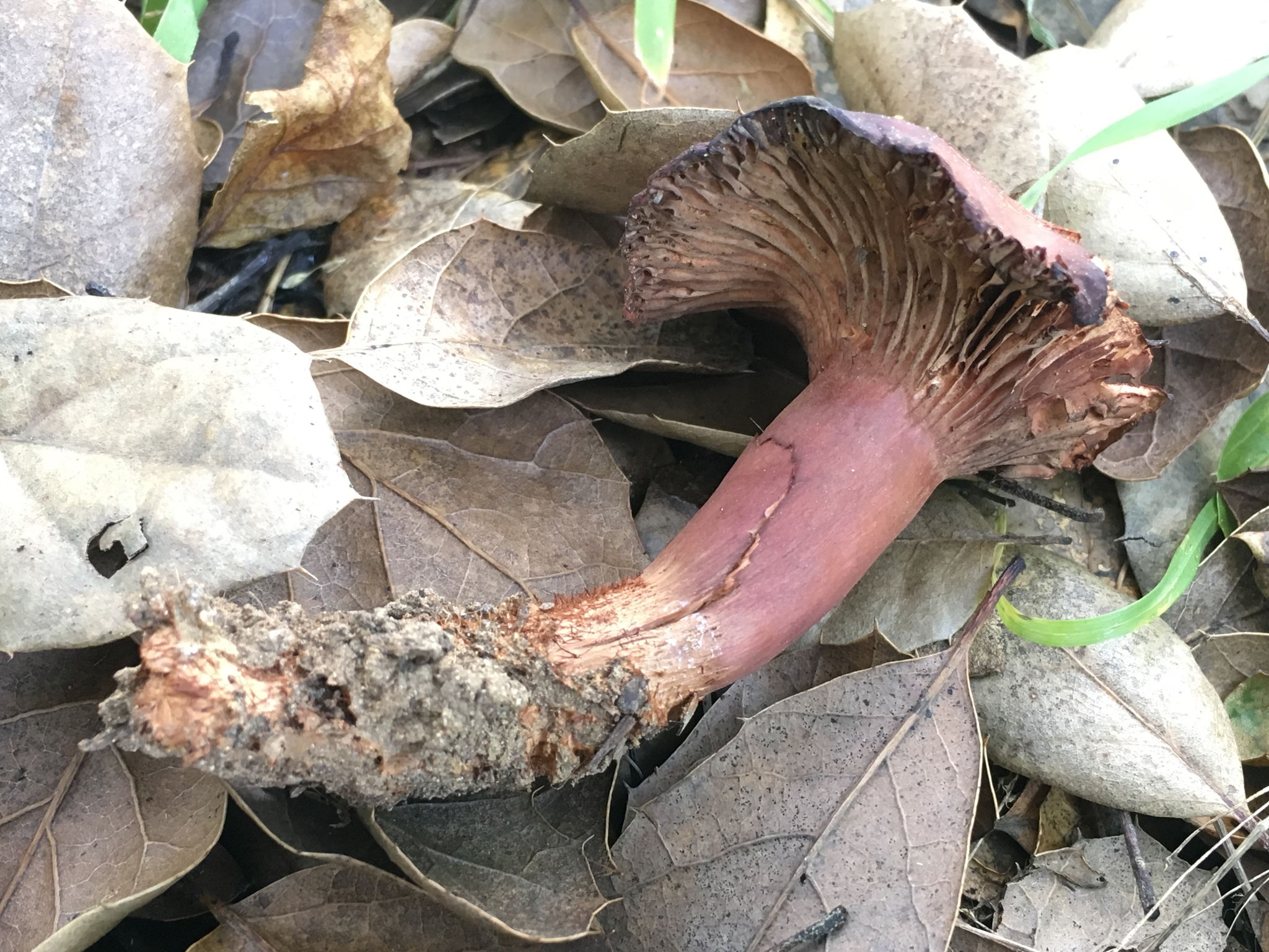 Lactarius rufulus image