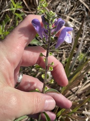Scutellaria arenicola, photograph (c) James Hardee, some rights reserved (CC BY)