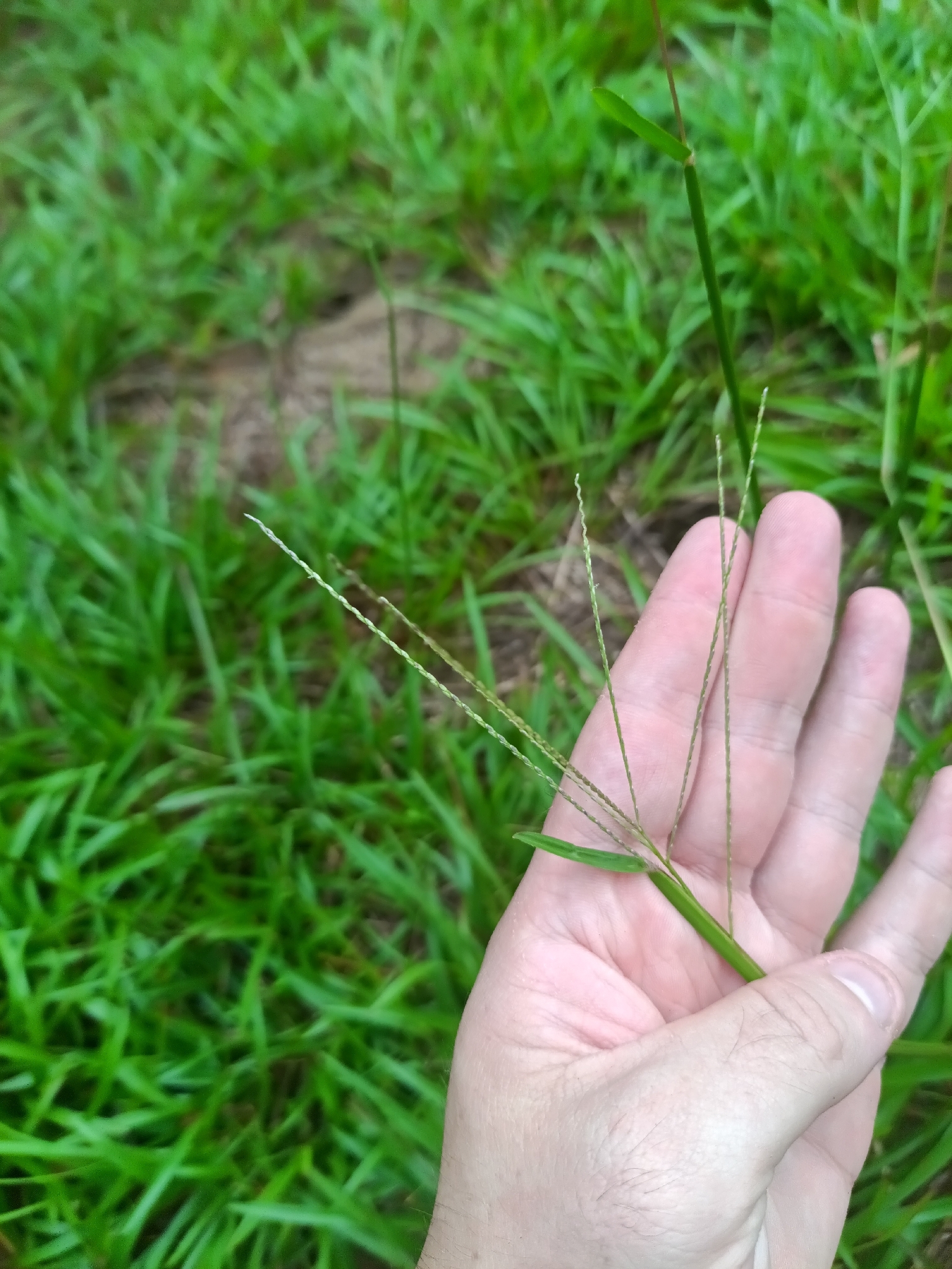 Imagem de Axonopus purpusii