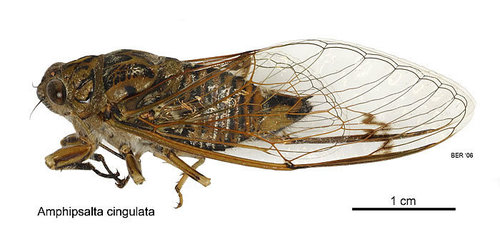 Clapping Cicada photo 4