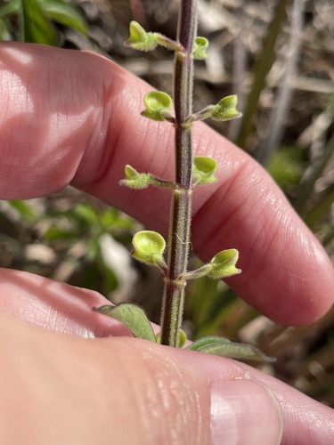 Scutellaria arenicola, photograph 5