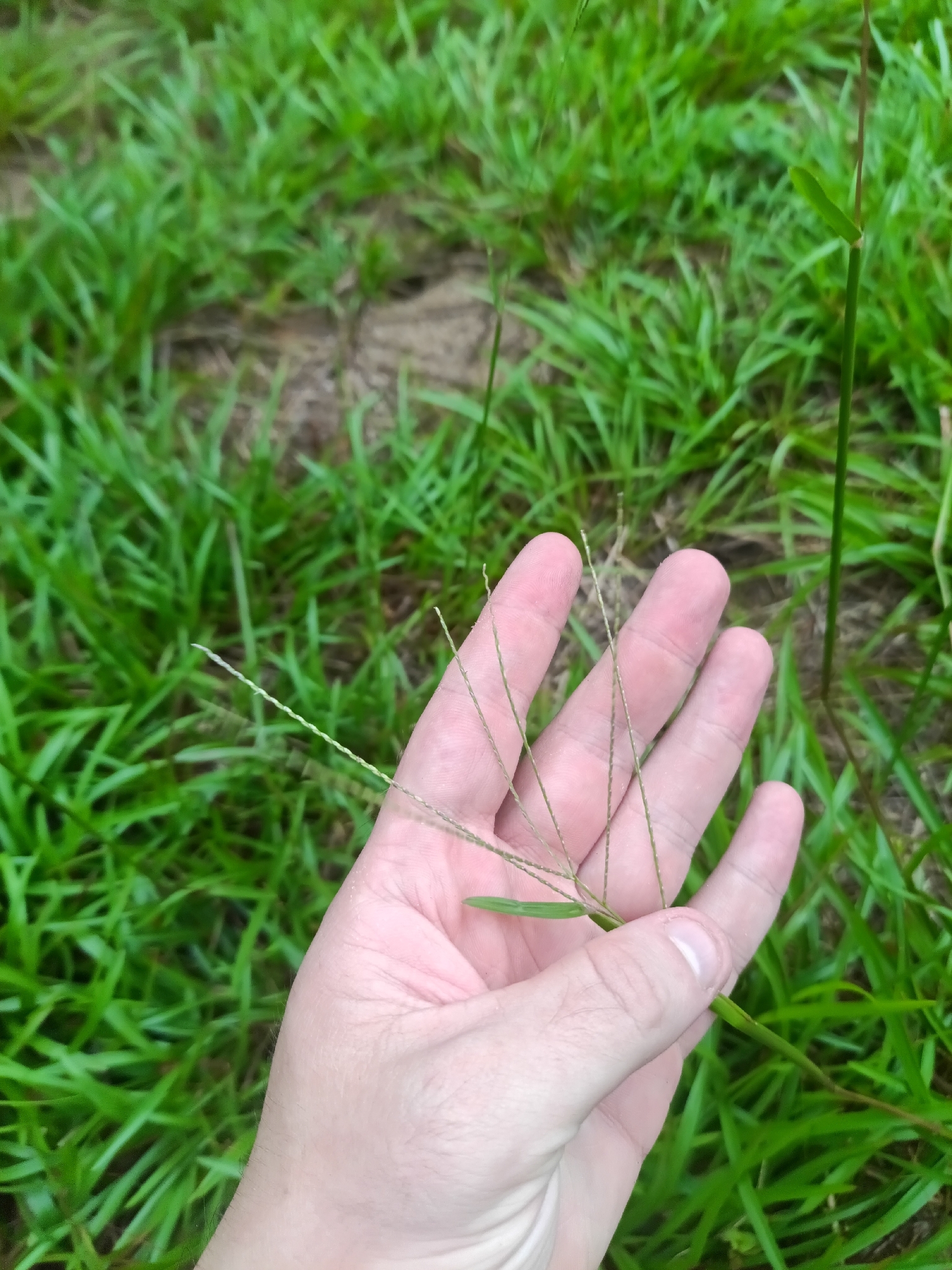 Imagem de Axonopus purpusii